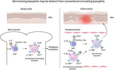 Skin-homing basophils and beyond